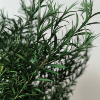 Fabrieksgroothandel Echt Natuurlijk Droog Geconserveerd Gebladerte Geconserveerd Verse Bloemen & Planten Melaleuca Bracteata Voor Bloemstuk