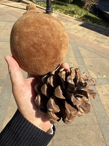 Poudre de pulpe de fruit de Baobab de qualité supérieure, poudre de Baobab naturelle de qualité alimentaire pour boisson santé, matière première - Product Image 5