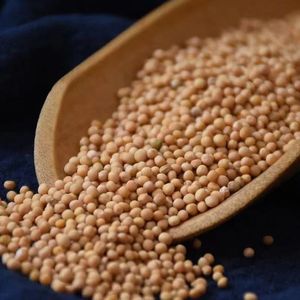 Semi di <span class=keywords><strong>Senape</strong></span> <span class=keywords><strong>Bianca</strong></span> - Product Image 3