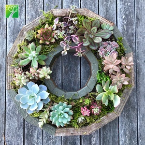 Kit de cadre de succulente pour guirlande de décoration intérieure en vente en gros pour jardin avec <span class=keywords><strong>fleurs</strong></span> artificielles produit agricole à prix économique - Product Image 4