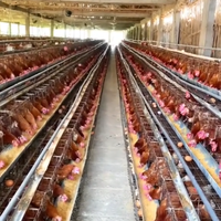 Cage à poulets en batterie de type A à fil épaissi, équipement d'élevage avicole pour l'élevage de poules pondeuses