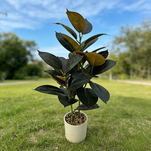 ต้นยางพาราบอนไซประดับตกแต่งภายในอาคาร ต้นไม้จำลอง ใบไม้จำลอง - Product Image 4