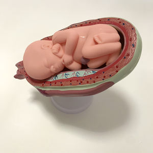 Embryonaal Ontwikkelingsproces Anatomie Model Bevalling Model - Product Image 4