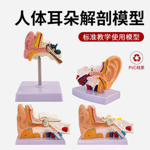 Modèle anatomique agrandi de la structure de l'oreille humaine et du système auditif ; outil pédagogique pour l'apprentissage du nettoyage interne de l'oreille - Product Image 2