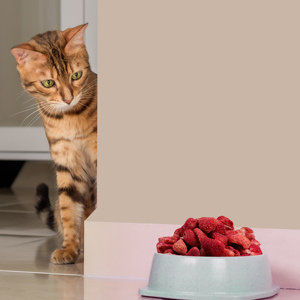 Ranova Dried Strawberry Gefrier getrocknete Früchte Erdbeer katze behandeln Hundefutter 100% natürlich ohne Zusatzstoffe - Product Image 6