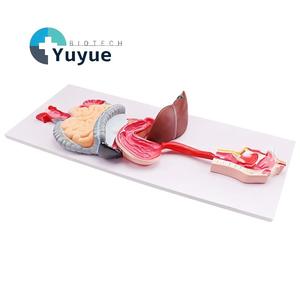 Modelo Anatómico del <span class=keywords><strong>Sistema</strong></span> <span class=keywords><strong>Digestivo</strong></span> <span class=keywords><strong>Humano</strong></span>, Modelo Completo de la Estructura de los Órganos de la Boca al Intestino con Base Plana para el Aula de Biología - Product Image 1