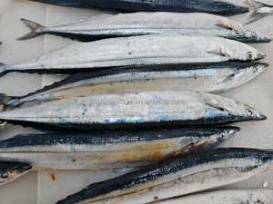 Saury du Pacifique congelé BQF, boîte de 10 kg/emballage en vrac, sans additifs, <span class=keywords><strong>poisson</strong></span> de pêche en <span class=keywords><strong>mer</strong></span>, qualité certifiée ISO HACCP HALAL pour les sushis - Product Image 2