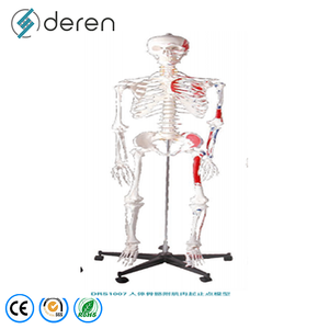 Modèle de squelette humain détachable et déarticulé en PVC, modèle d'ossement complet du corps pour les cours de biologie - Product Image 6