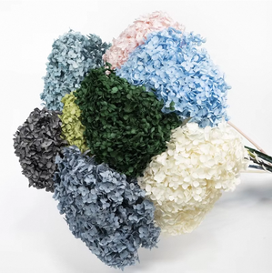 Venta al por mayor de Hortensias Azules Congeladas Secas, Cabezas de Flores de <span class=keywords><strong>Hortensia</strong></span> Preservadas de Tallo Largo para Suministro a Granel y Decoración Eterna - Product Image 1