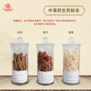 El herbario exhibe especímenes medicinales chinos que son fáciles de observar e identificar, incluyendo especímenes preservados y crudos. - Product Image 3