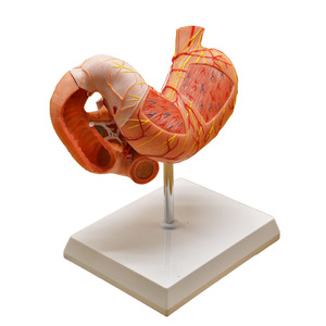 Modelo de estómago humano con vasos esofágicos Duodeno Páncreas y <span class=keywords><strong>nervios</strong></span> - Product Image 5