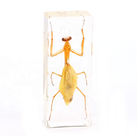Insectes en résine, animaux en résine, spécimens d'insectes, jouets éducatifs pour enfants