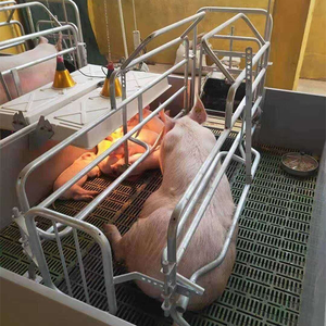 Cages de maternité complètes pour porcs avec système de contention réglable pour truies, pour l'élevage et la reproduction porcine à grande échelle - Product Image 4