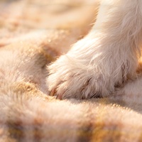 Lit pour animaux de compagnie écologique, lit de luxe moderne pour animaux de compagnie, lit semi-fermé pour chats et chiens avec coussin amovible et lavable, tapis de couchage d'hiver