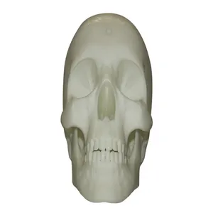 人間の頭蓋骨3D印刷サービスSLA印刷人間のモデル人間の脳のプロトタイプ迅速な製造