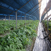 Filet de protection agricole et anti-oiseaux en PE de qualité supérieure, résistant aux UV, avec des caractéristiques coupe-vent durables pour serres et jardins