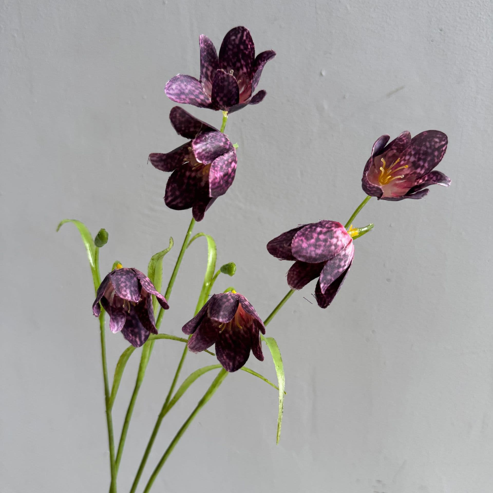 Morado oscuro