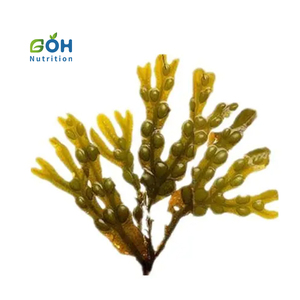 ผู้ผลิต GOH จัดหาผงสารสกัดจากสาหร่ายมอซึคุ 85% ฟูโคอิแดน - Product Image 2