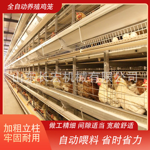 Cage à poulets en acier galvanisé de type H, multicouche, haute rigidité, pour l'élevage avicole - Product Image 5