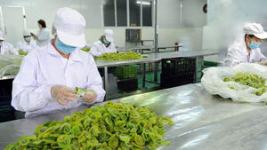 Kiwi secchi all'ingrosso della fabbrica di zucchero di Kiwi verde secco aggiunto prezzo a buon mercato - Product Image 5