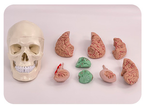 Modelo de Cráneo Humano con Anatomía Cerebral, Material de PVC, Suministro Educativo - Product Image 5