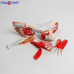 Modèle anatomique en neuf parties des ligaments neurovasculaires en plastique du pied <span class=keywords><strong>humain</strong></span> et de la jambe inférieure de l'articulation de la cheville - Product Image 5