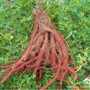 Salvia <span class=keywords><strong>Powder</strong></span> <span class=keywords><strong>Radix</strong></span> <span class=keywords><strong>Salviae</strong></span> Miltiorrhizae Salvia Red Sage <span class=keywords><strong>Powder</strong></span> ekstrak PE IIA <span class=keywords><strong>Tanshinone</strong></span> bubuk 568 - Product Image 2