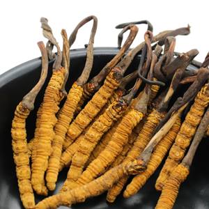 Poudre d'extrait de Cordyceps sinensis entier de haute qualité <span class=keywords><strong>acheter</strong></span> cordyceps sinensis - Product Image 4