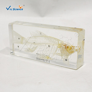 Spécimens d'anatomie squelettique de poisson ; structure squelettique des poissons ; équipement de formation pratique pour les écoles de médecine. - Product Image 3