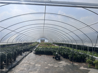 Serre tunnel agricole en acier galvanisé avec film plastique écologique pour la culture de tomates, laitues et poivrons