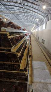 Nouveau système de cages à poulets empilables en A pour l'élevage avicole, construction métallique galvanisée à chaud, nettoyage facile, pour <span class=keywords><strong>poules</strong></span> pondeuses - Product Image 3
