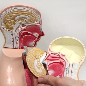 Modello Anatomico di Torso Umano Bipartito da 42 cm con Organi Interni Assemblati per Insegnamento e Dimostrazione Medica - Product Image 6
