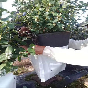 Grado personalizado negro HDPE polietileno Poly plántulas plantas de jardín vivero crecer bolsas de plástico resistente a los rayos UV para plantas y plántulas - Product Image 5