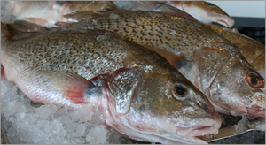 <span class=keywords><strong>Poisson</strong></span> Rouge Congelé en Gros à <span class=keywords><strong>Prix</strong></span> Abordable - <span class=keywords><strong>Prix</strong></span> de Gros pour <span class=keywords><strong>Poisson</strong></span> Rouge Congelé - Product Image 2