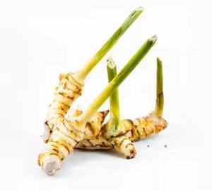 ガランガル天然エキス粉末1%-5% ガランガル - Product Image 4