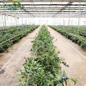 <span class=keywords><strong>Serre</strong></span> tunnel en polyfilm pour la culture des myrtilles en agriculture - Product Image 5