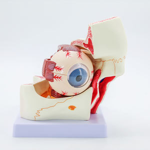 医療科学生物学的教育リソース3X拡大10部眼球拡大解剖学眼と軌道解剖モデル - Product Image 3