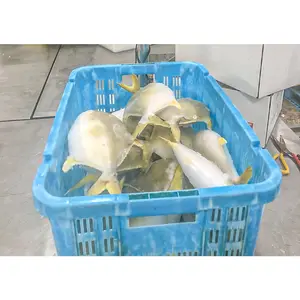 Frozen Golden Pomfret Frozen Golden Pompano Wholesale Price Pomfret Fish Price