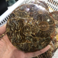 Disques de couverture en amonite de haute qualité, 1 pièce, sous-verre en cristal naturel, à vendre