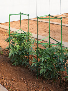 Cage de soutien pour plantes de tomates, structure grimpante en fer anti-chute, piquet multifonctionnel pour légumes, balcon et fleurs - Product Image 5