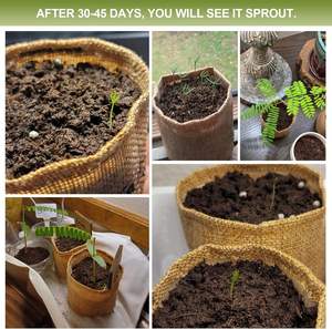 Kit de démarrage d'arbre bonsaï <span class=keywords><strong>japonais</strong></span> <span class=keywords><strong>petit</strong></span> <span class=keywords><strong>jardin</strong></span> intérieur écologique pour la maison ferme conception sol utilisation Pots outils de jardinière - Product Image 6