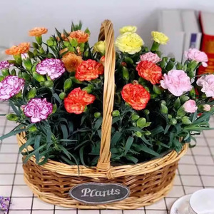 Origen del Bonsái Perenne de Clavel para Decoración de Jardín, Patio y Balcón, Resistente a la Sequía - Product Image 5