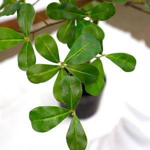 Árbol Artificial de Terminalia Mantaly de Plástico, Resistente a los Rayos UV, Ecológico, Ignífugo, Altura Personalizable, Moderno, para Interiores y Exteriores - Product Image 5