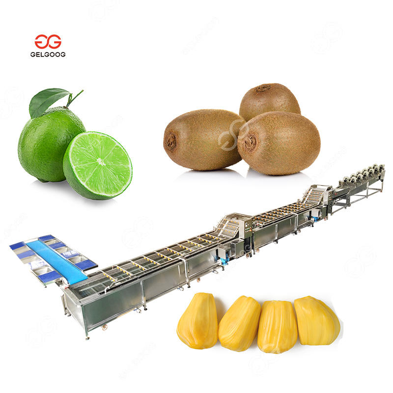 Mango Sorting and Quick Drying Machine - Efficient Fruits Processing