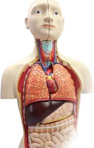 चिकित्सा मॉडल मानव टोर्सो एनाटॉमी Model-45Cm विघटित 16-टुकड़ा आधा शरीर के साथ आंतरिक अंगों के साथ नर और मादा - Product Image 3