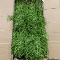 K-1002 45cm Faux Fougère Asperge Effet Naturel, Lot de Plantes Artificielles Vertes en Gros pour Décoration Mariage, Maison et Jardin