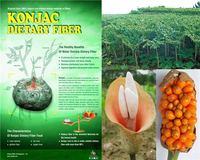 Riz de Konjac Rouge Sain et Minceur, Sans Eau, Faible en Calories, Instantané, Shirataki Séché, Faible IG, Alternative Diététique