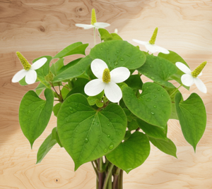 TW Houttuynia Cordata PDRN 100 ppm Extracto de Polinucleótido Derivado de Plantas, Materia Prima Cosmética de Alta Pureza Concentrada - Product Image 1
