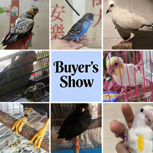 Tijgerhuid Papegaaienpoot Vogelring met Gegalvaniseerde Legering Gesloten <span class=keywords><strong>Ring</strong></span> Vogelring Lasergraveermachine voor Vogels - Product Image 6