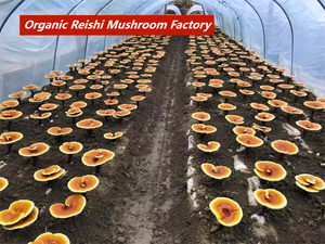 Ganoherb Biologische Paddestoel Extract Poeder <span class=keywords><strong>Reishi</strong></span> Paddestoel Extract Lingzhi Extract Poeder Met Biologische Certificaten - Product Image 2